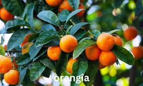 Orangîa